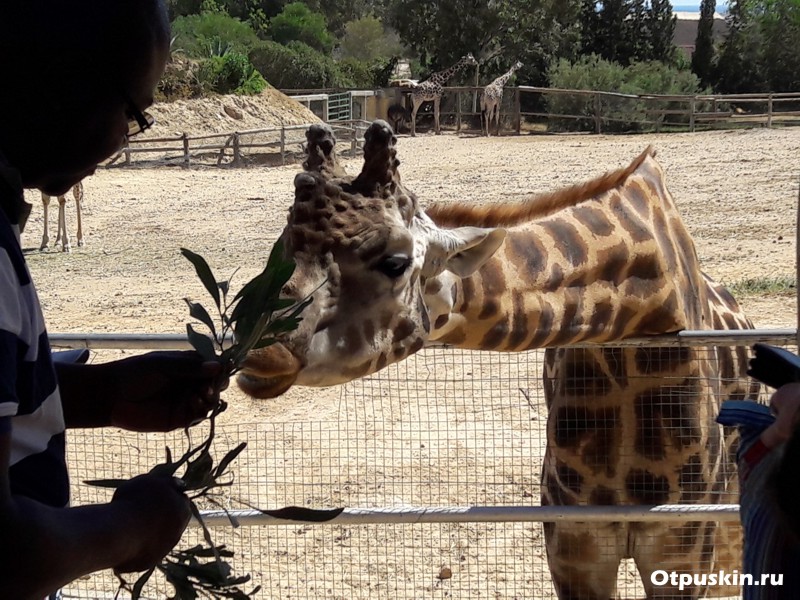 покормить жирафа листьями в зоопарке фригия тунис хаммамет